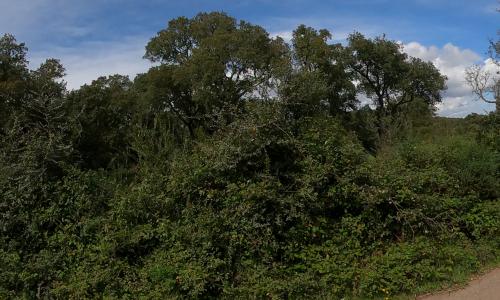 Aire camping-car Camping à la Ferme U Paradisu