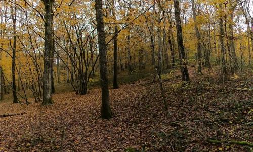 Photo 4 · Sentier Pédagogique Jaune
