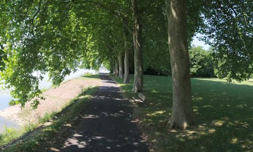 Bords de la Saône